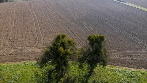 Aerial view on old orchard with trees covered in mistletoe Stock Footage 97203778