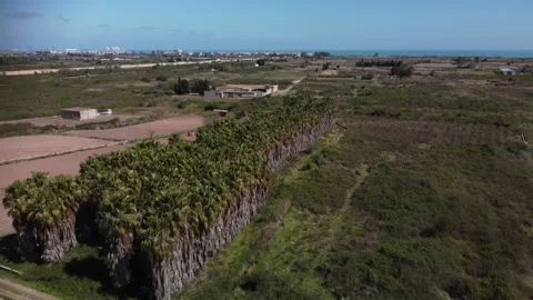 Aerial view of old palm trees near the sea 4K Stock Footage 151717974