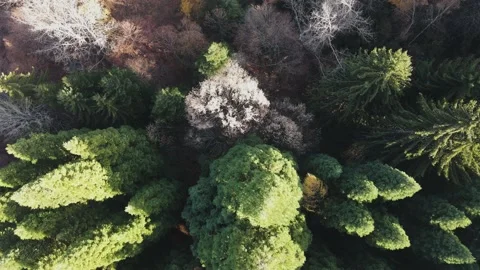 Aerial view of Old Sequoia forest near village of Bogoslov, Bulgaria Stock Footage 167072004
