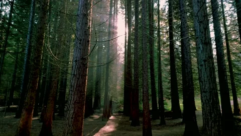 Aerial view of Old Sequoia forest near village of Bogoslov Vídeos de archivo 230453833