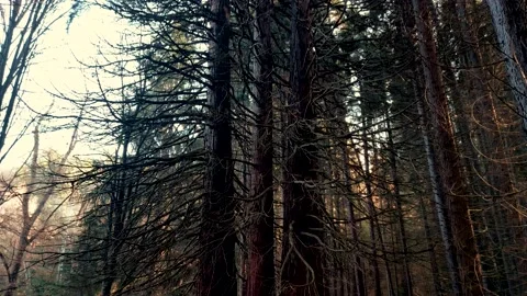 Aerial view of Old Sequoia forest near village of Bogoslov Видео 230454246