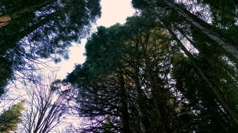 Aerial view of Old Sequoia forest near village of Bogoslov Video stock 230454757