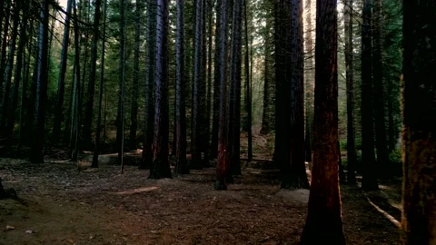 Aerial view of Old Sequoia forest near village of Bogoslov Vídeos de archivo 230455033