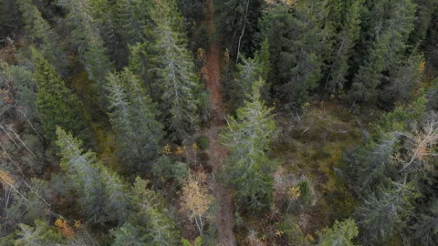 Aerial view of the old spruce forest, bird's-eye view Stock Footage 100720877