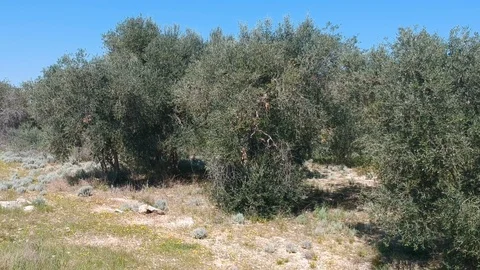 Aerial view of an old stone warehouse for sheltering abandoned farm animals a Vídeo Stock 120139341