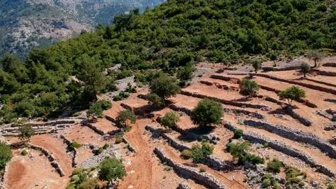 Aerial view of Olive fields with a country road and farms. Olive gardens on terr 스톡 동영상 220544955