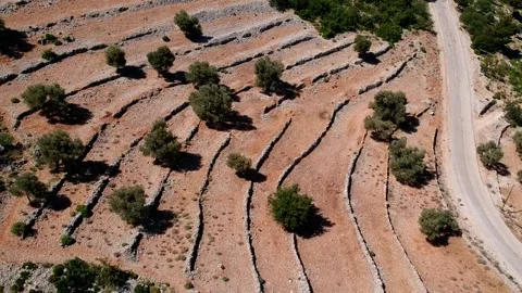 Aerial view of Olive fields with a country road and farms.  스톡 동영상 220545175