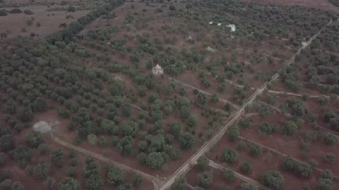 Aerial view of olive grove red soil trulli traditional white houses Puglia Italy Stock Footage 137036699
