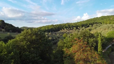 Aerial view of olive tree field in Umbria. Rise up movement Stock Footage 139352197