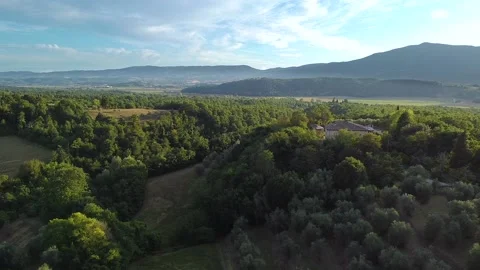 Aerial view of olive tree field in Umbria. Side movement of camera. Città della  Stock Footage 139352219