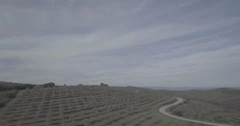 Aerial view of olive tree field Stockbeeldmateriaal 143964061