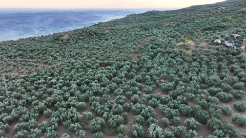 Aerial view of an olive tree plantation near the coast Stock Footage 301226053