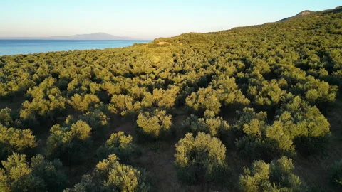 Aerial view of an olive tree plantation near the coast Stock Footage 301226400