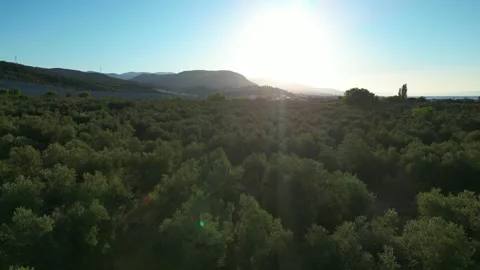 Aerial view of an olive tree plantation near the coast Stock Footage 301299696