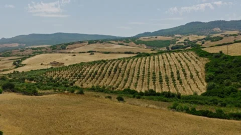 Aerial View of Olive Tree Plantation Across Rolling Hills in Sardinia Italy Stock Footage 340549807