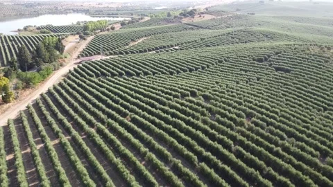 Aerial view of Olive trees 動画素材 137334336