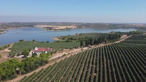 Aerial view of Olive trees 動画素材 137335711