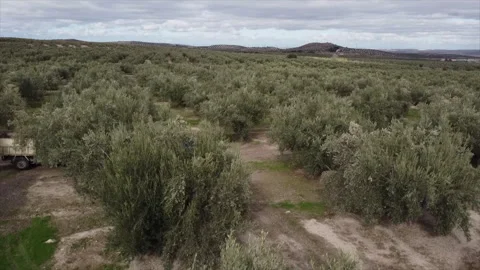 Aerial view of olive trees, Olive Groves, Andalusia, Spain, 스톡 동영상 263888004