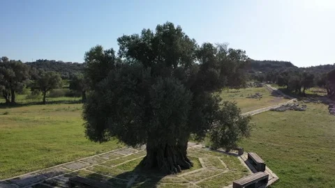Aerial view of olive trees in the olive garden Stock Footage 270424988