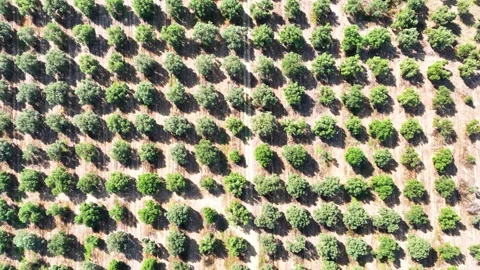 Aerial view of olive trees in the olive garden Stock Footage 270424997