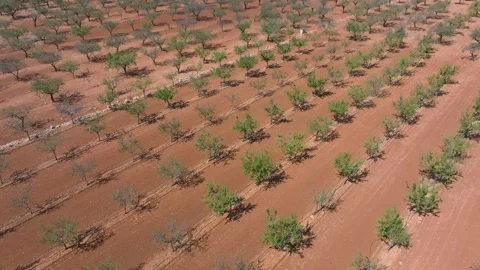 Aerial view of olive trees in Spain in summer on dry ground. Stock Footage 301930480