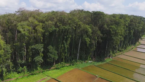 Aerial view of Olympic pool in Bali resort surrounded by palm and jungle Stock Footage 315506678