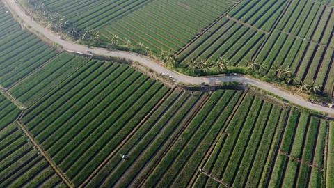 Aerial view of onion fields with a path in the middle of fields Stock Photos