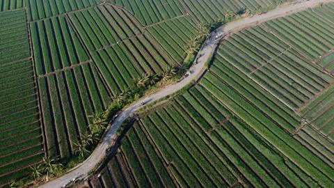 Aerial view of onion fields with a path in the middle of fields Stock Photos