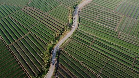 Aerial view of onion fields with a path in the middle of fields Stock Photos