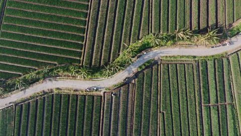 Aerial view of onion fields with a path in the middle of fields Stock Photos