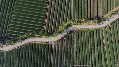Aerial view of onion fields with a path in the middle of fields Stock Photos