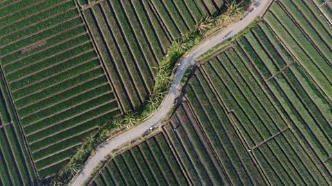 Aerial view of onion fields with a path in the middle of fields Stock Photos