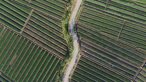 Aerial view of onion fields with a path in the middle of fields Stock Photos