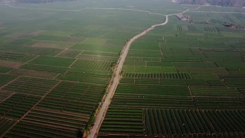 Aerial view of onion fields with a path in the middle of fields Stock Photos
