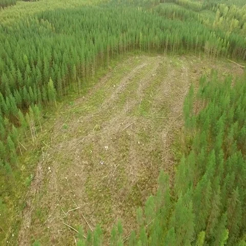 Aerial view of open clearcut logging area by a clear-watered lake in Finland Stock Footage 69557028