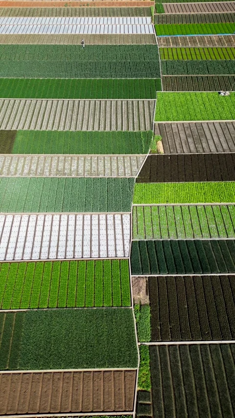 Aerial View of an Open-Field Vegetable Farm Video stock 330278225