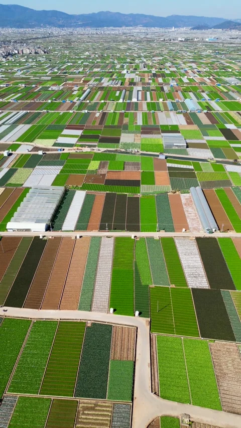 Aerial View of an Open-Field Vegetable Farm Video stock 330278246