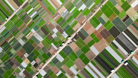 Aerial View of an Open-Field Vegetable Farm Video stock 330278255