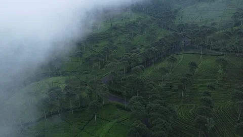 Aerial view of open mist emerging tea plantation Stock Footage 277177674