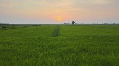 Aerial view or bird eye view of agriculture in rice fields at sunset Vídeos de archivo 139003628