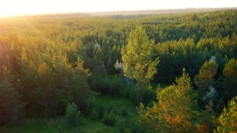 Aerial view or top view from drone or aerostat to summer green pine nature Stock Footage 91217628