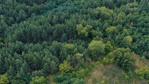 Aerial view or top view from drone of summer green pine nature forest Stock-Footage 118016973
