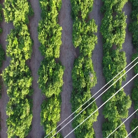 Aerial view of orange fields and electric lines Stock Footage 69531356