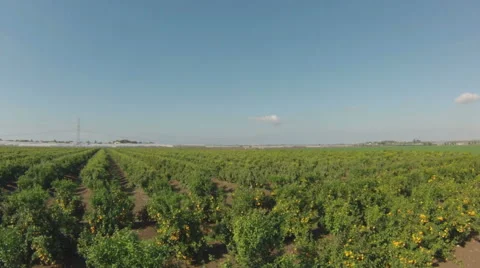 Aerial view of orange grove Video stock 45609948