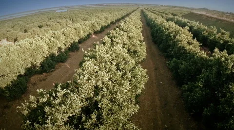 Aerial view of an orange trees field. Seville, Spain. Stock Footage 40547852
