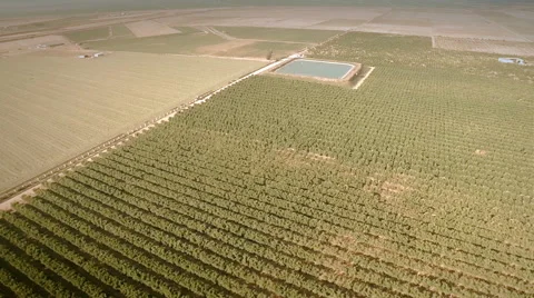 Aerial view of an orange trees field. Seville, Spain. Stock Footage 40577477