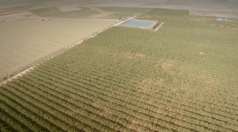Aerial view of an orange trees field. Seville, Spain. Stock Footage 40577504