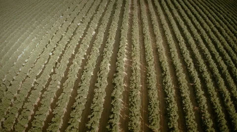Aerial view of an orange trees field. Seville, Spain. Stock Footage 40646789