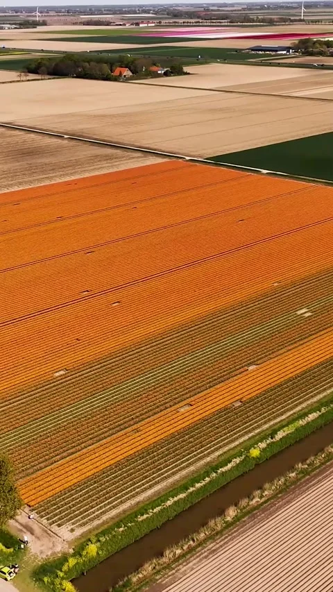 Aerial view of orange tulip fields in netherlands Stock Footage 327113621