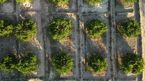 Aerial view on orange's trees in Turkey Stock Footage 236838257